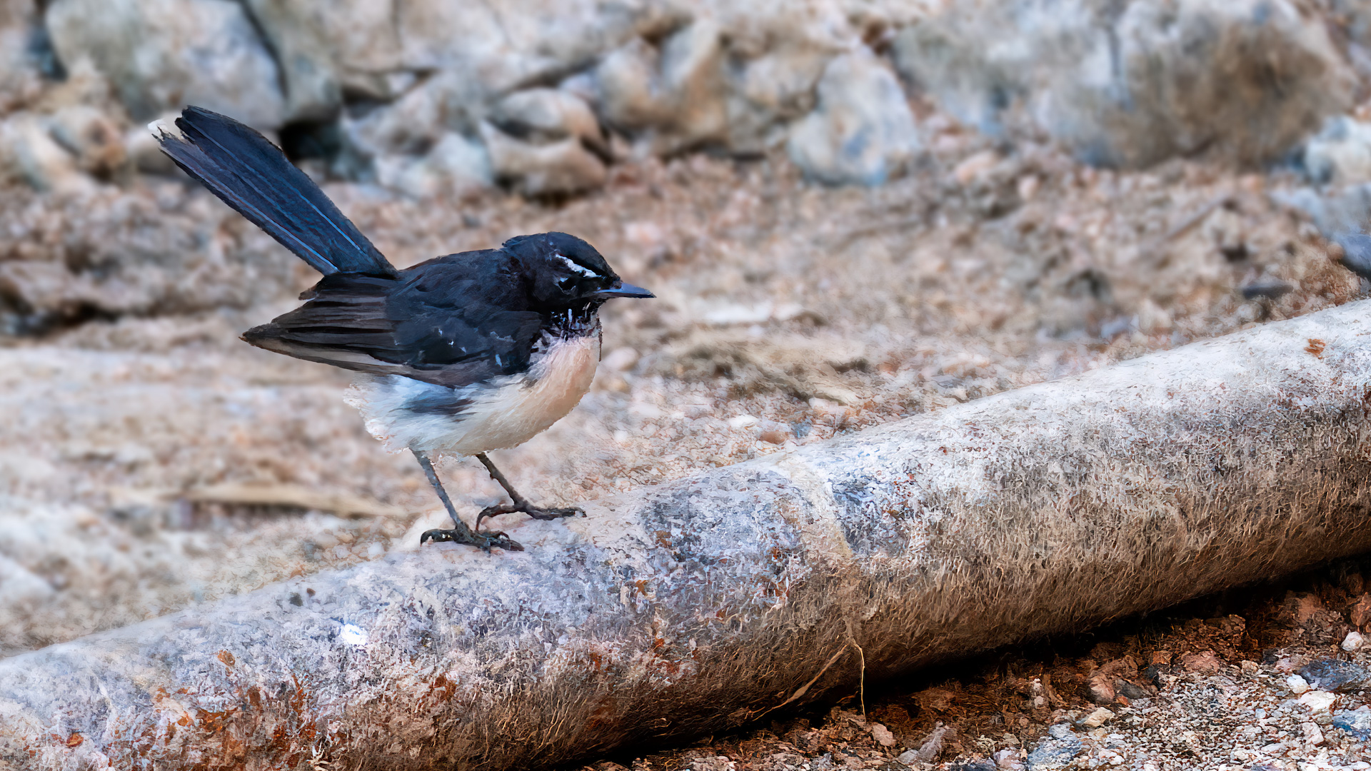 Gartenfächerschwanz